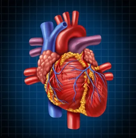 Cardiac Surgery service image