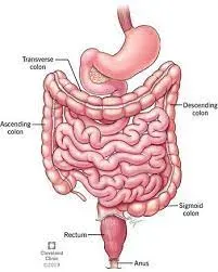 CONSTIPATION service image
