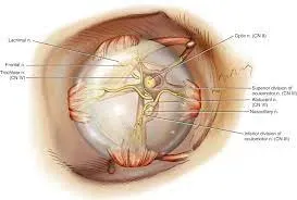 Optic Nerve Decompression service image