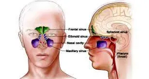 Nasal And Paranasal Malignancy service image