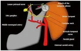 Tympanic Neurectomy service image