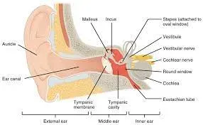 Myringotomy And Grommet Insertion service image