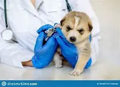Puppy Care service image