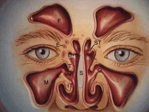 Endoscopic Sinus Surgery Clinic in Rahatani,Kalewadi,Pimple Saudagar,PCMC service image