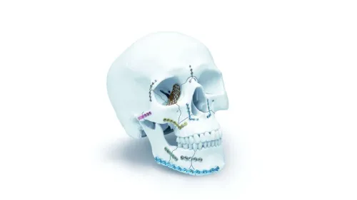 Facial Fractures & Trauma service image