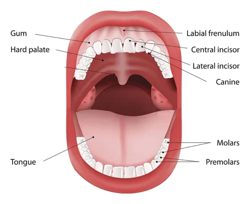 Oral Cancer service image