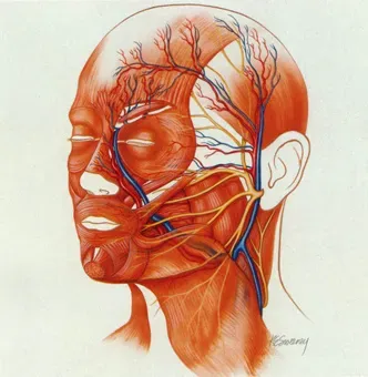 Head and Neck Procedures service image