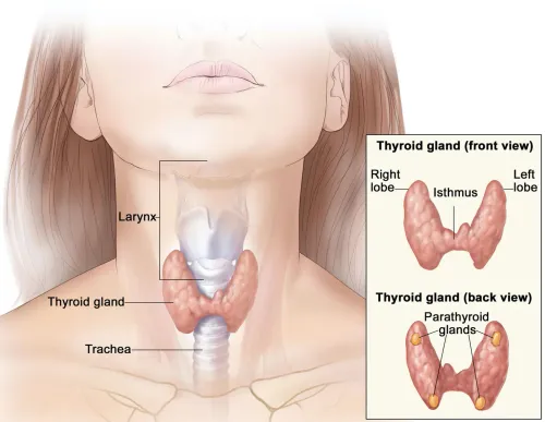 Thyroid Surgery service image