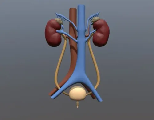 Urinary Tract Reconstruction service image