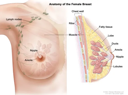 Breast Cancer Screening and Management service image