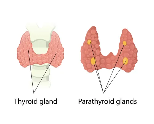 Parathyroid Gland Treatment in Pune service image