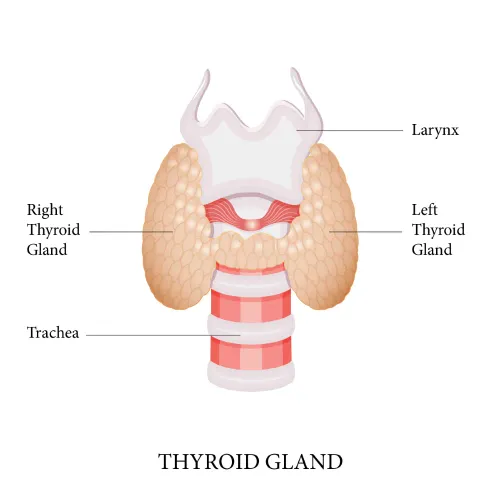 Thyroid Gland Treatment in Pune service image