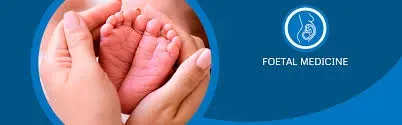 Fetal Medicine Specialist service image