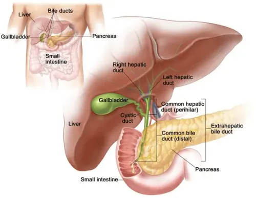 Hepato-Pancreato-Biliary (HPB) Surgery Specialist in Pune, PCMC, Maharashtra  service image