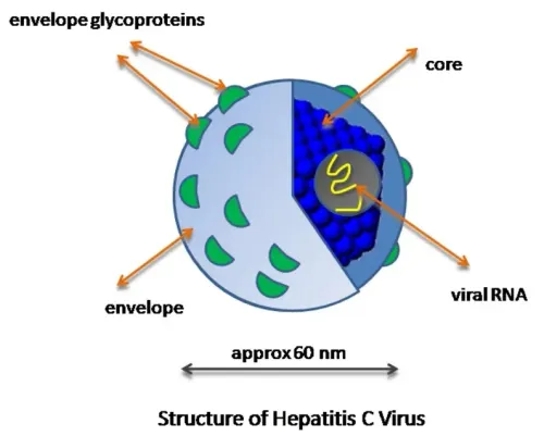 HCV:- Hepatitis C Virus service image
