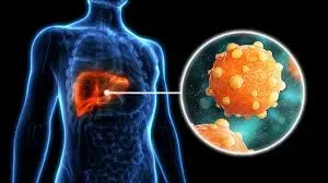 HBV:- Hepatitis B Virus service image