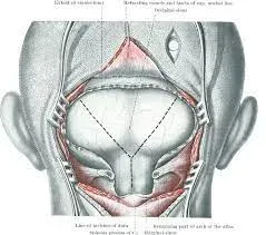 NEURO SURGERY  service image