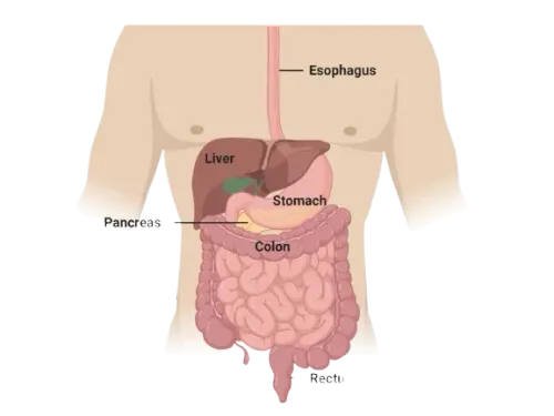 Gastrointestinal Hepatobiliary and Pancreatic Cancers Surgeon in Mumbai service image
