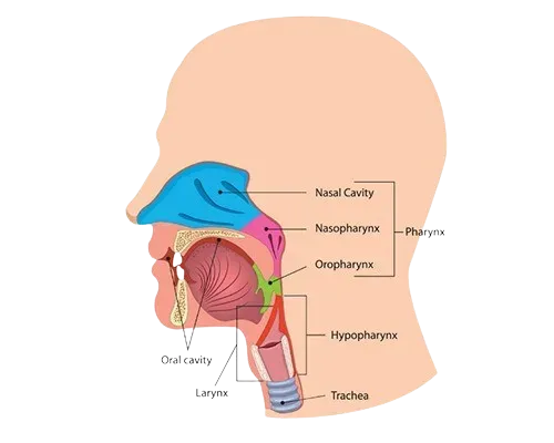 Head Neck Cancers Surgeon in Mumbai service image