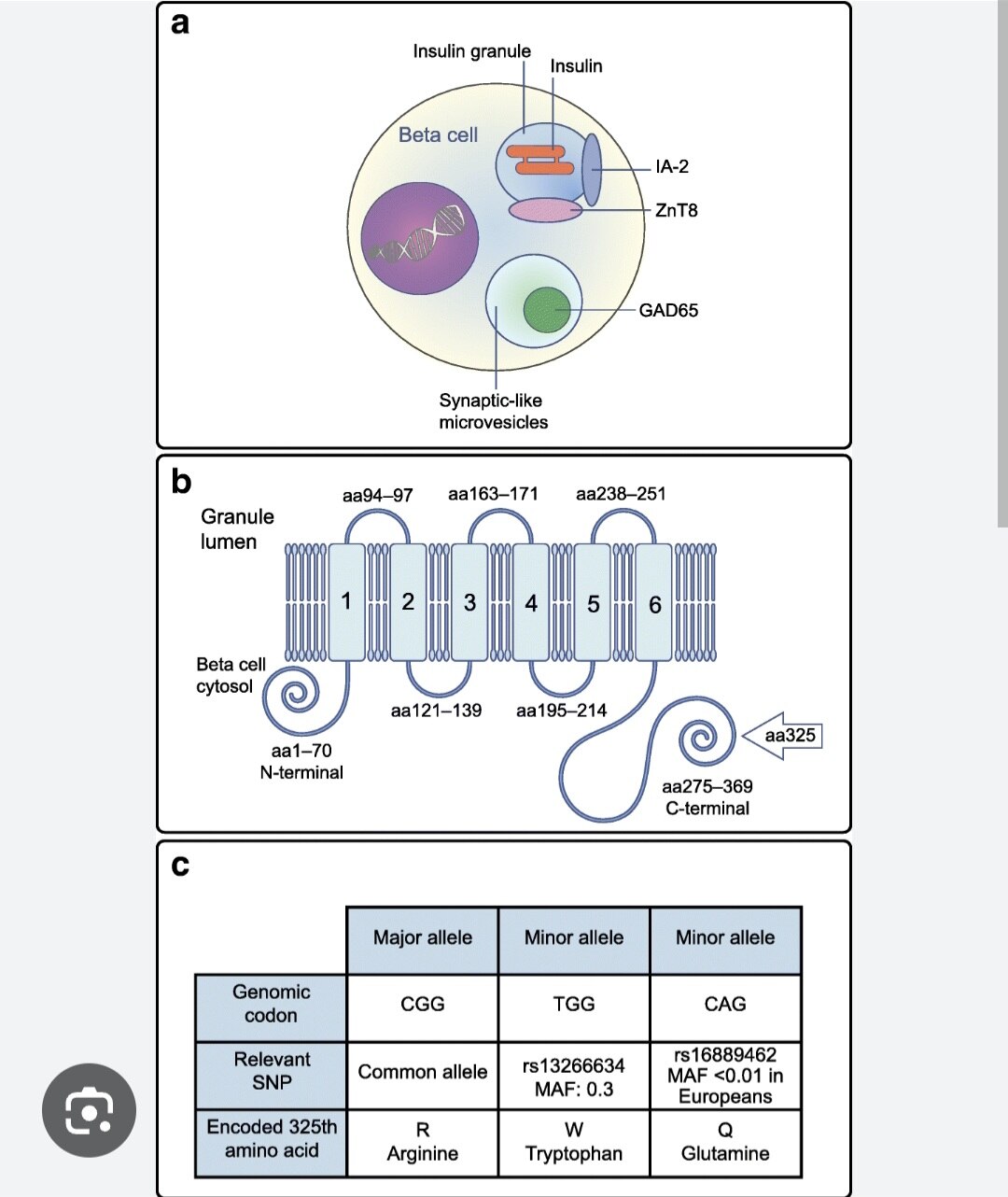 A83➡️Zinc Transporter 8(ZnT8)Antibody