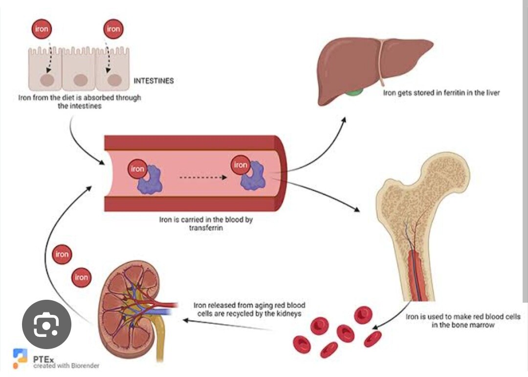 A103➡️Serum Iron 