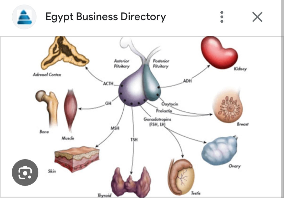 A121➡️follicle-stimulating hormone (FSH)