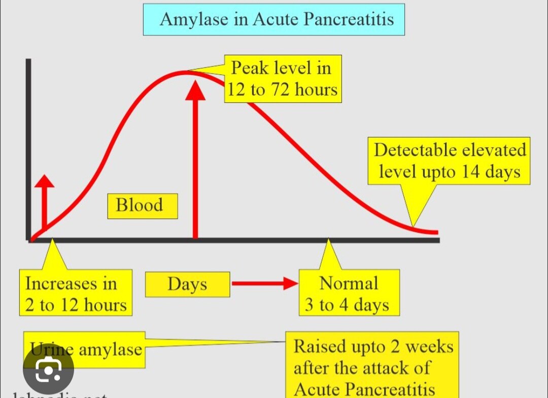 A142➡️Serum Amylase