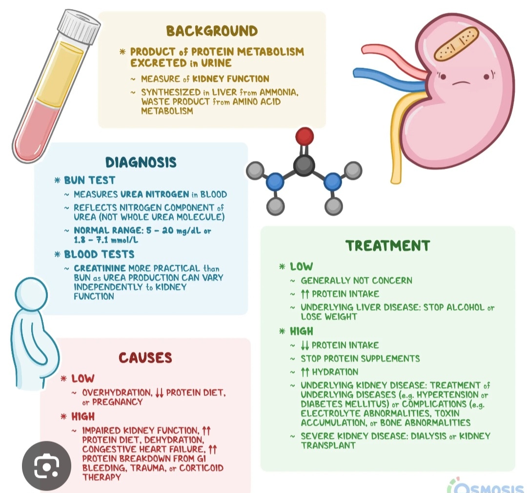 A154➡️Blood Urea Nitrogen (BUN)