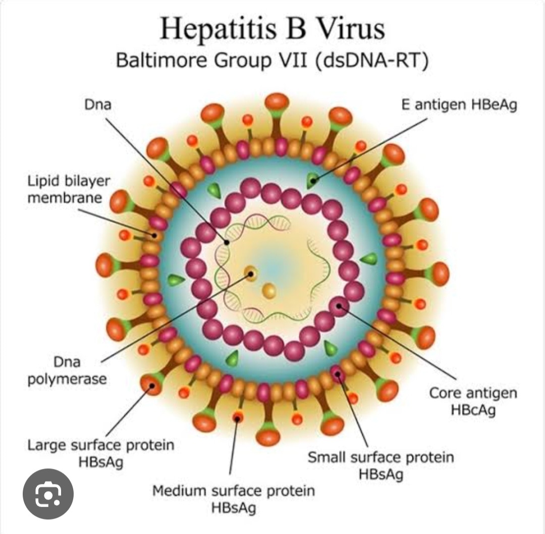 A209➡️Hepatitis surface antigen(Hbsag)Quantitative 