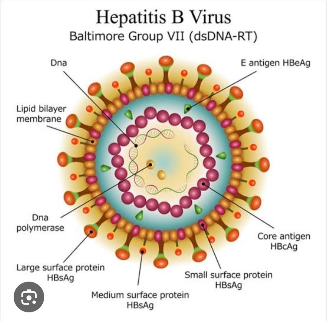 A212➡️HCV(Hepatitis C Virus)-Igm Antibody 