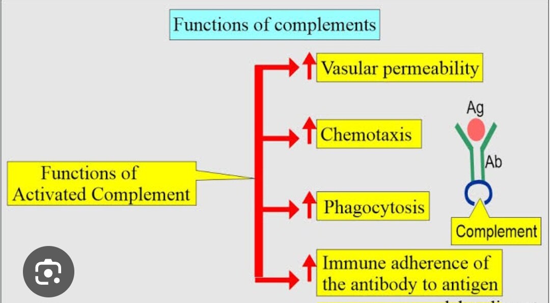 A269➡️complement 4 (C4)