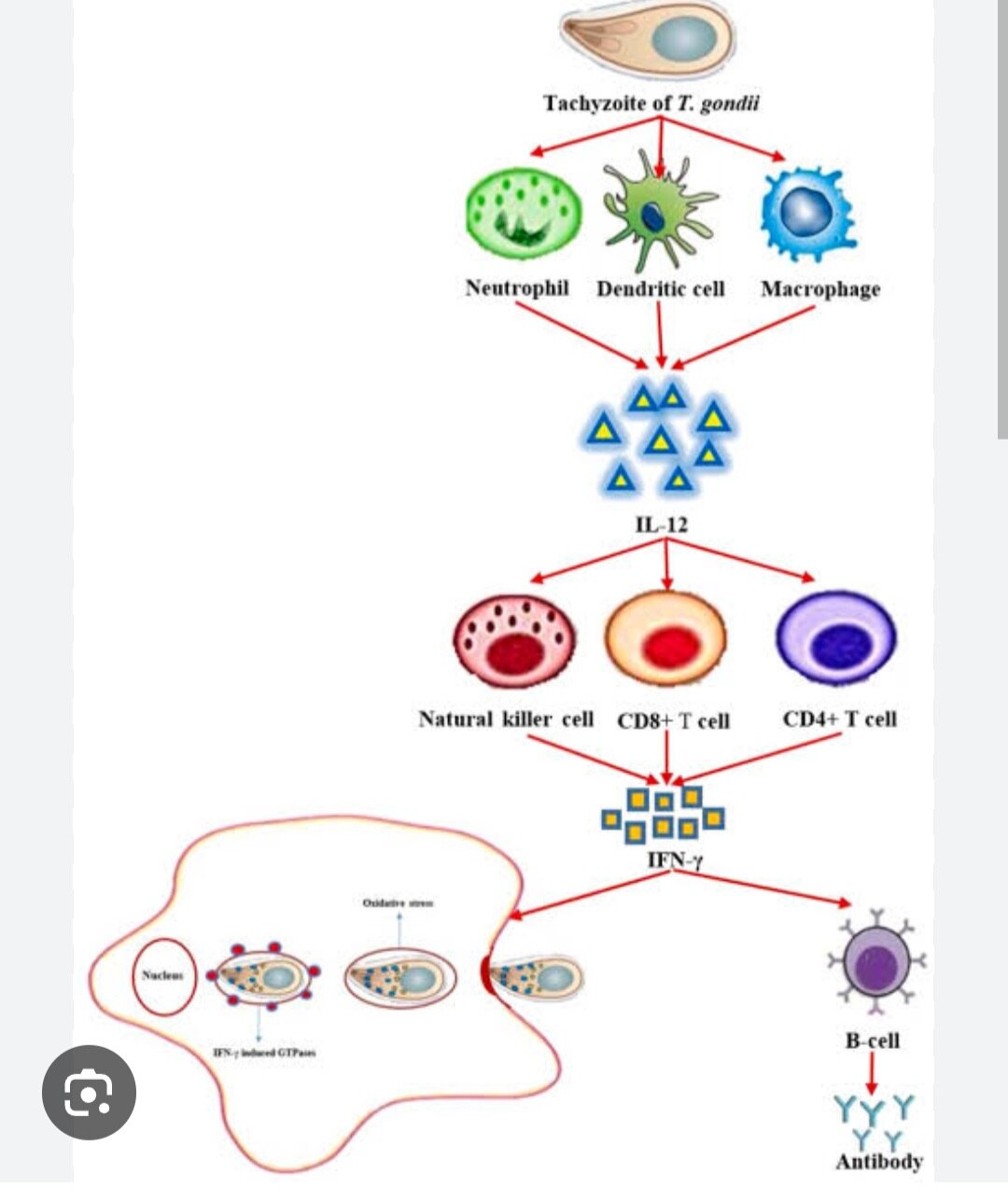 A273➡️Toxoplasma Profile (IgG/IgM )