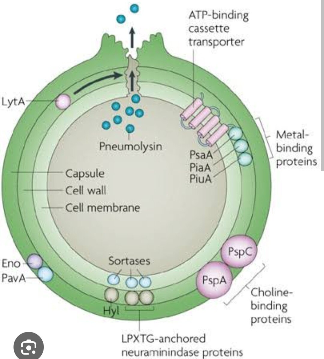 A76➡️Streptococcus pneumoniae Antigen Detection, Serum