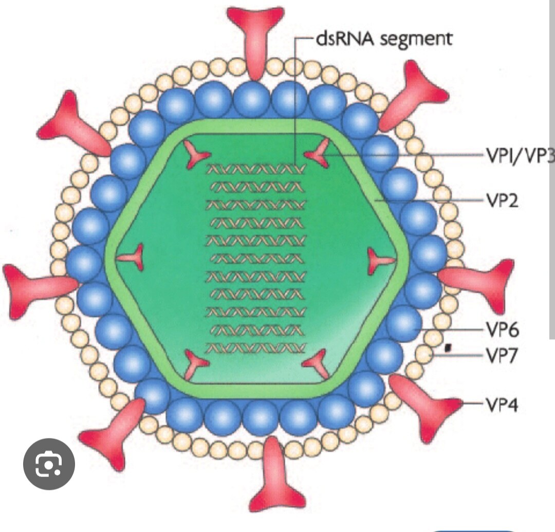 A286➡️Rota Virus Antigen Detection, Stool