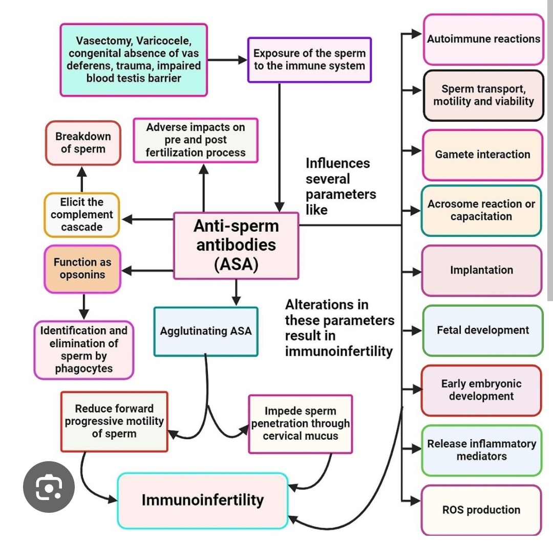 A295➡️Sperm Antibody Total, Serum