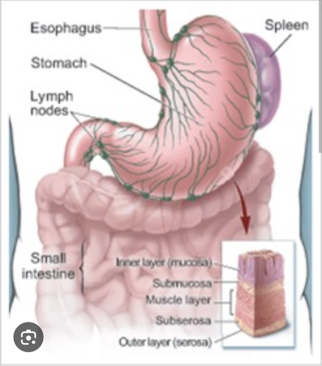 A297➡️Stomach Marker Profile