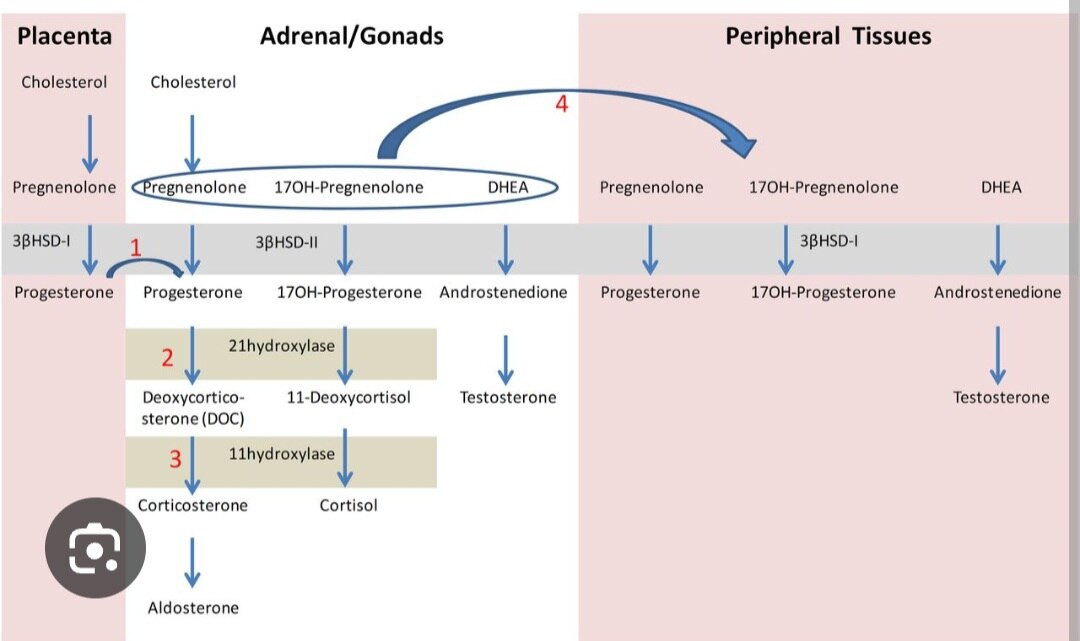 A301➡️17-Hydroxy Progesterone (17-OHP) by CLIA, Serum