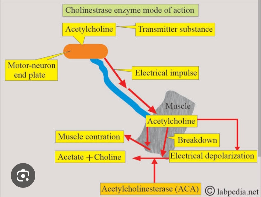 A303➡️Pseudo Cholinesterase OPC poisoning, Serum