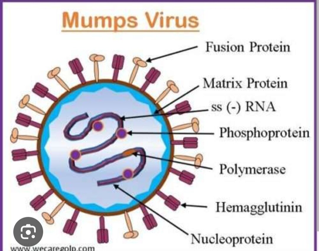 A325➡️Mumps virus IgM antibody, Serum