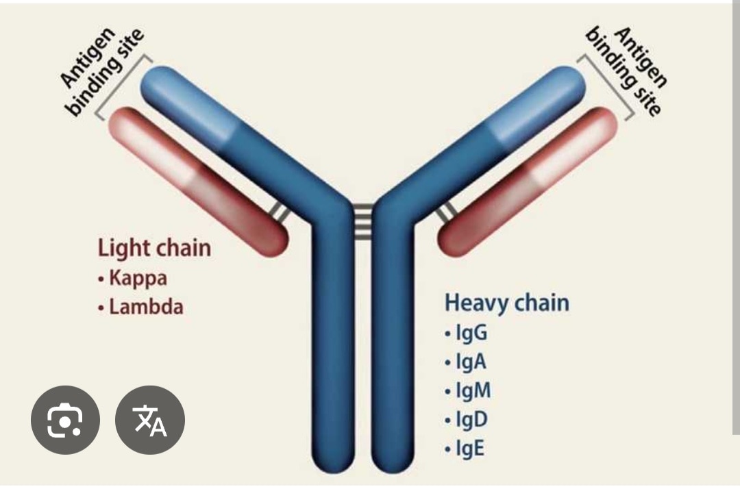 A333➡️Kappa Light Chains by Flow Cytometry, EDTA Blood