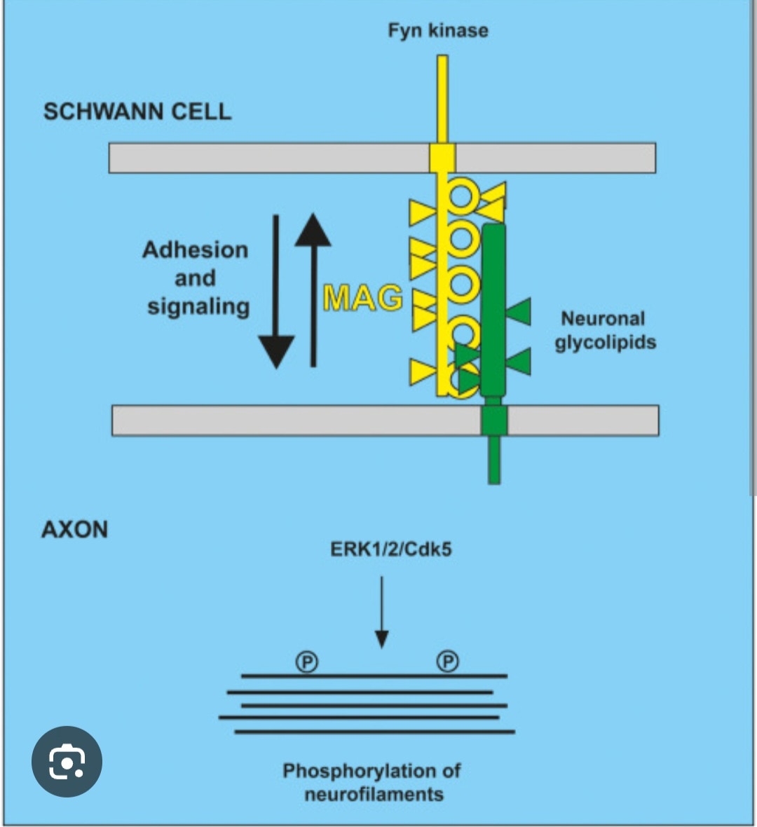 A338➡️MAG (Myelin associated Glycoprotein) Antibody, Serum