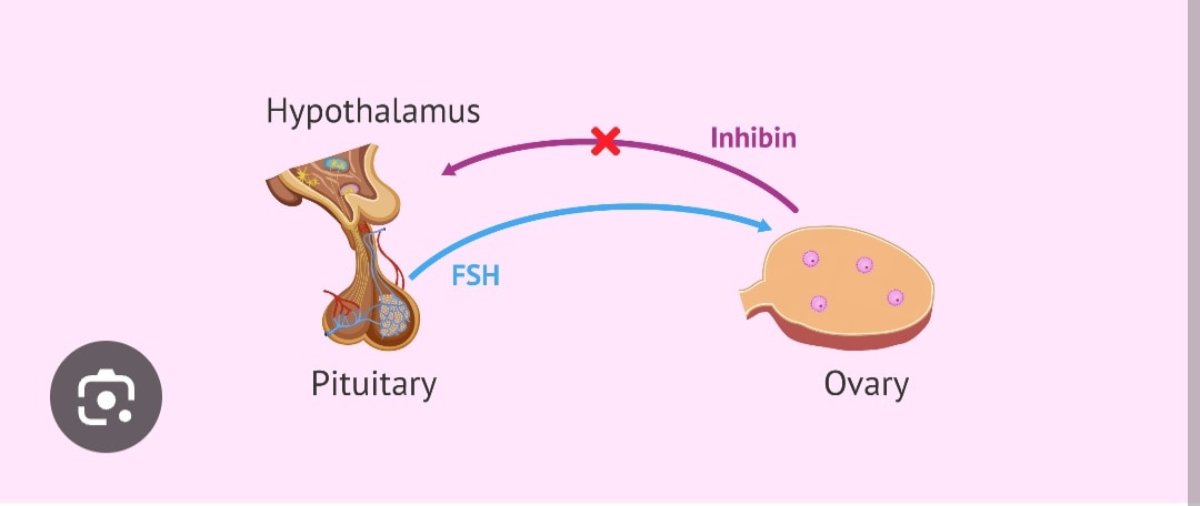 A340➡️Inhibin B, Serum