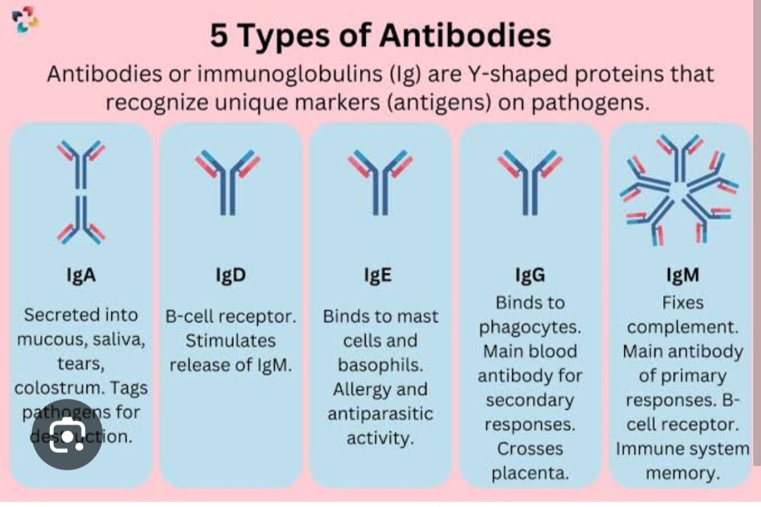 A354➡️IgA Total antibody by Immunoturbidimetry, Serum