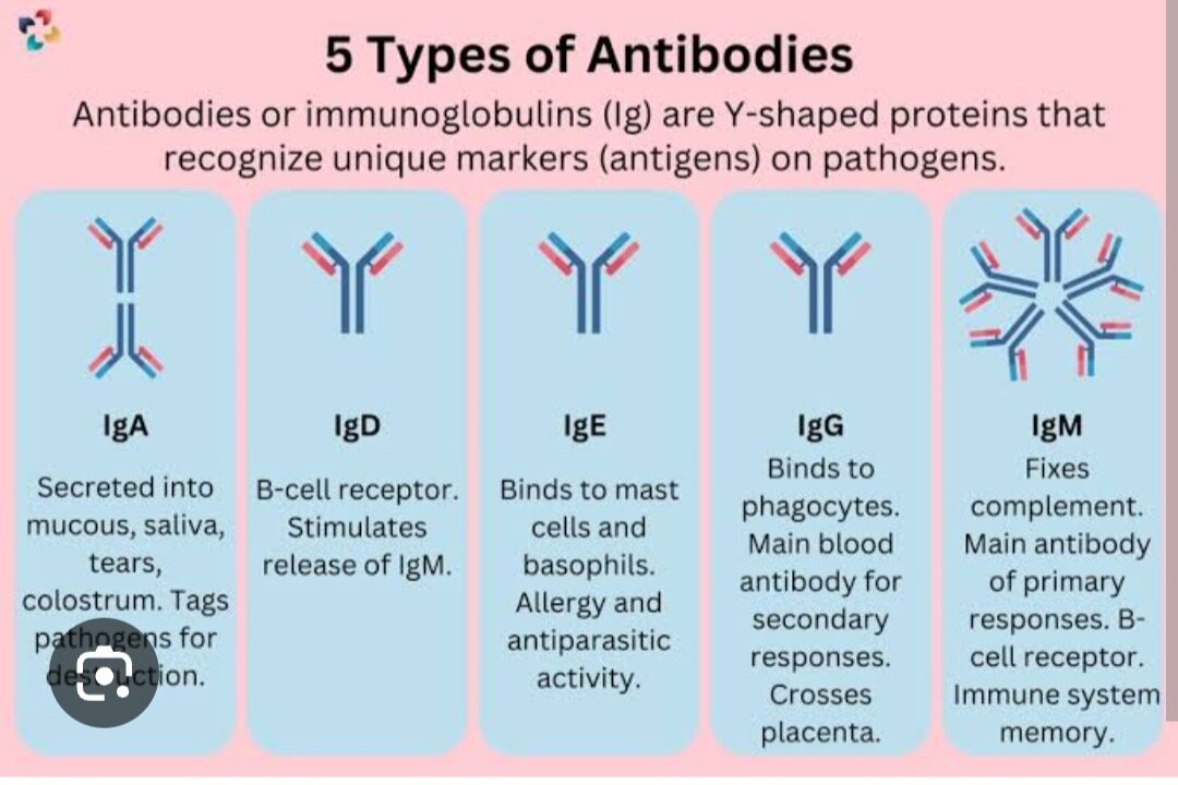 A355➡️IgG Total antibody by Immunoturbidimetry, Serum