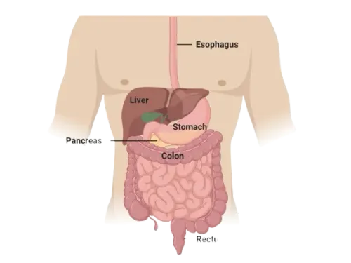 Gastrointestinal Cancer Surgeon in Mahim,Mumbai service image