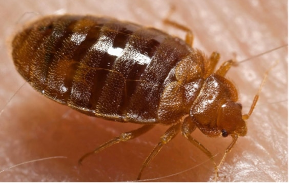 Bedbugs Pe