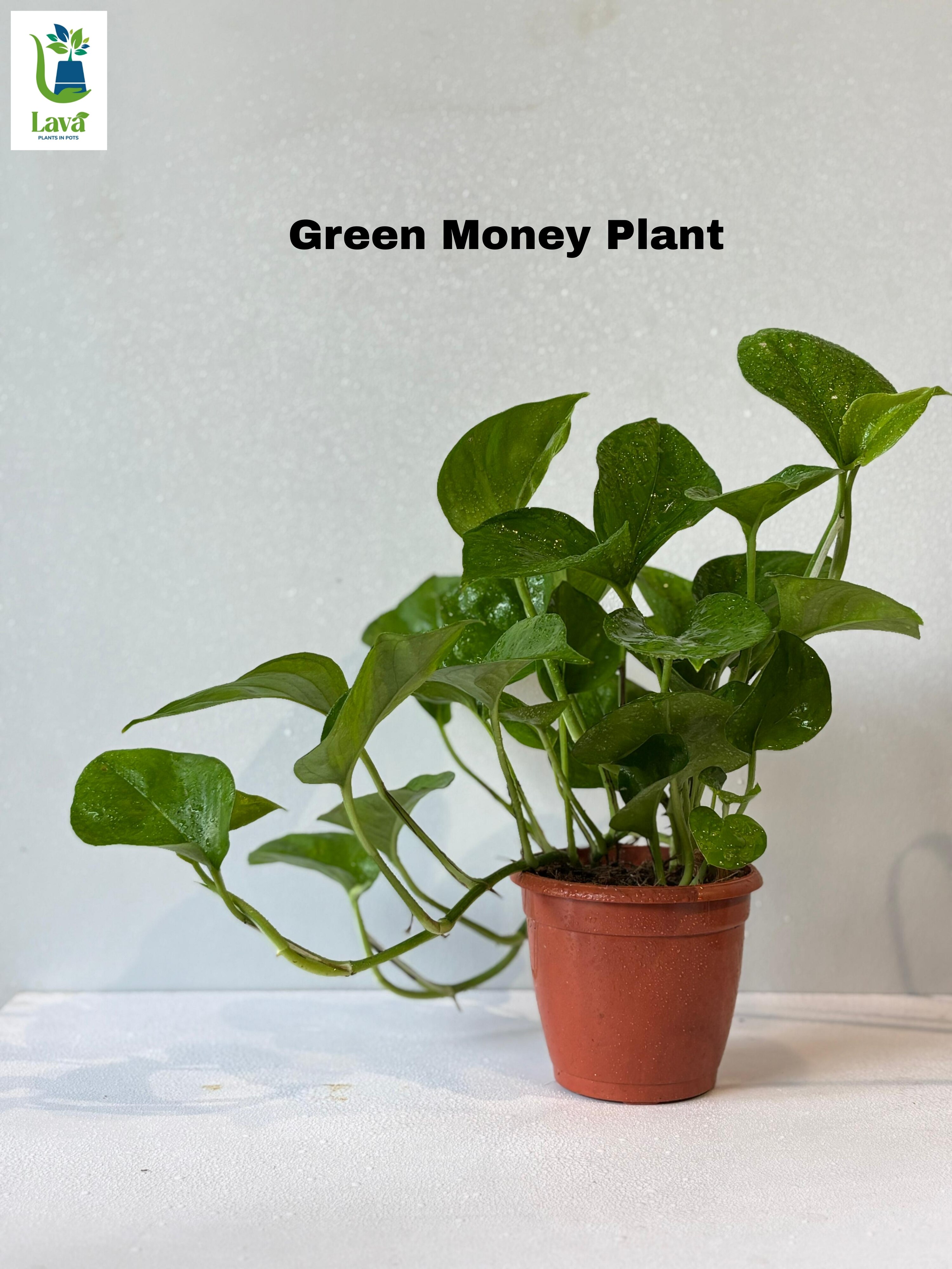 Green Money Plant 