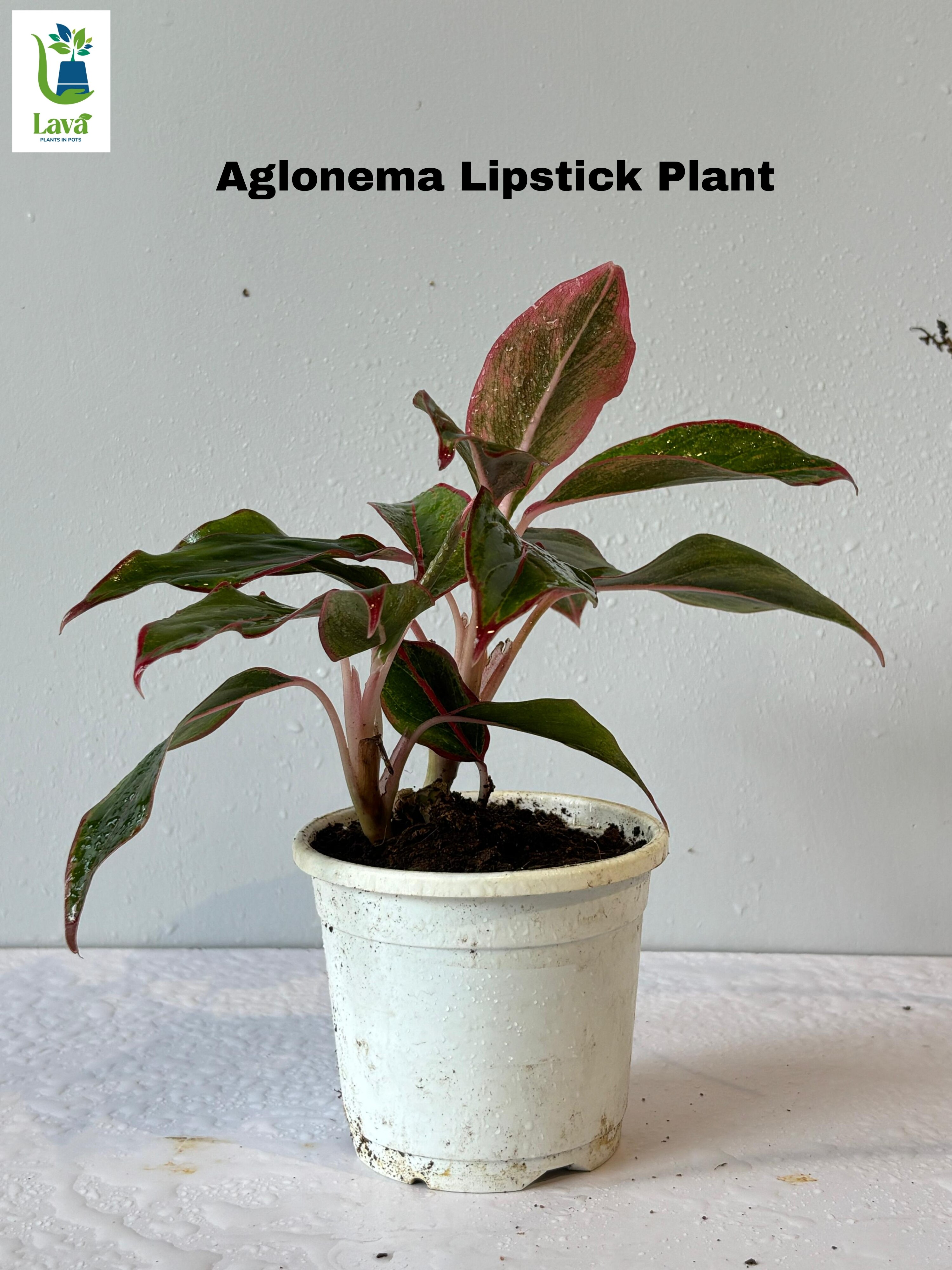 Aglonema Lipstick Plant 