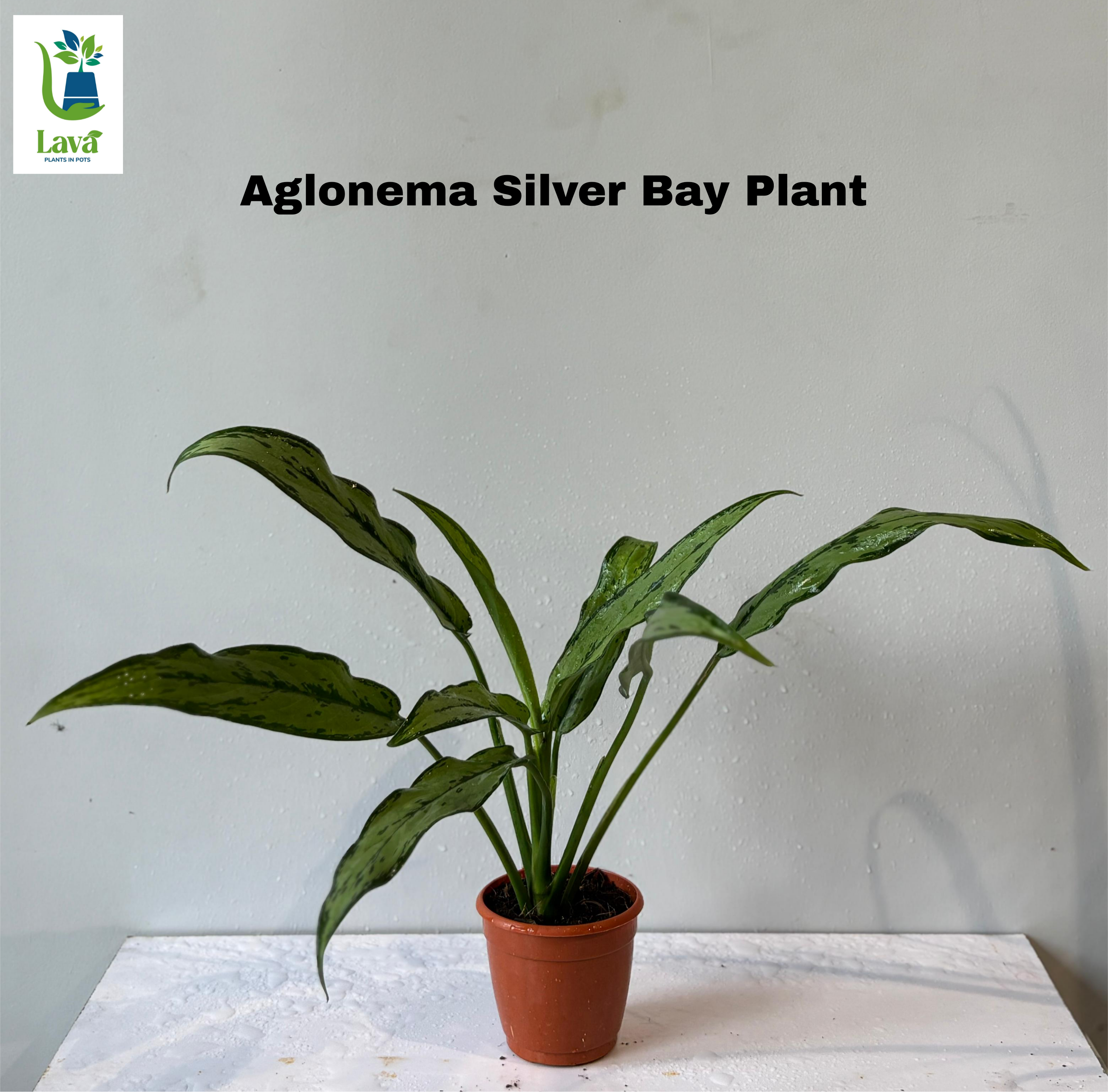 Aglonema S