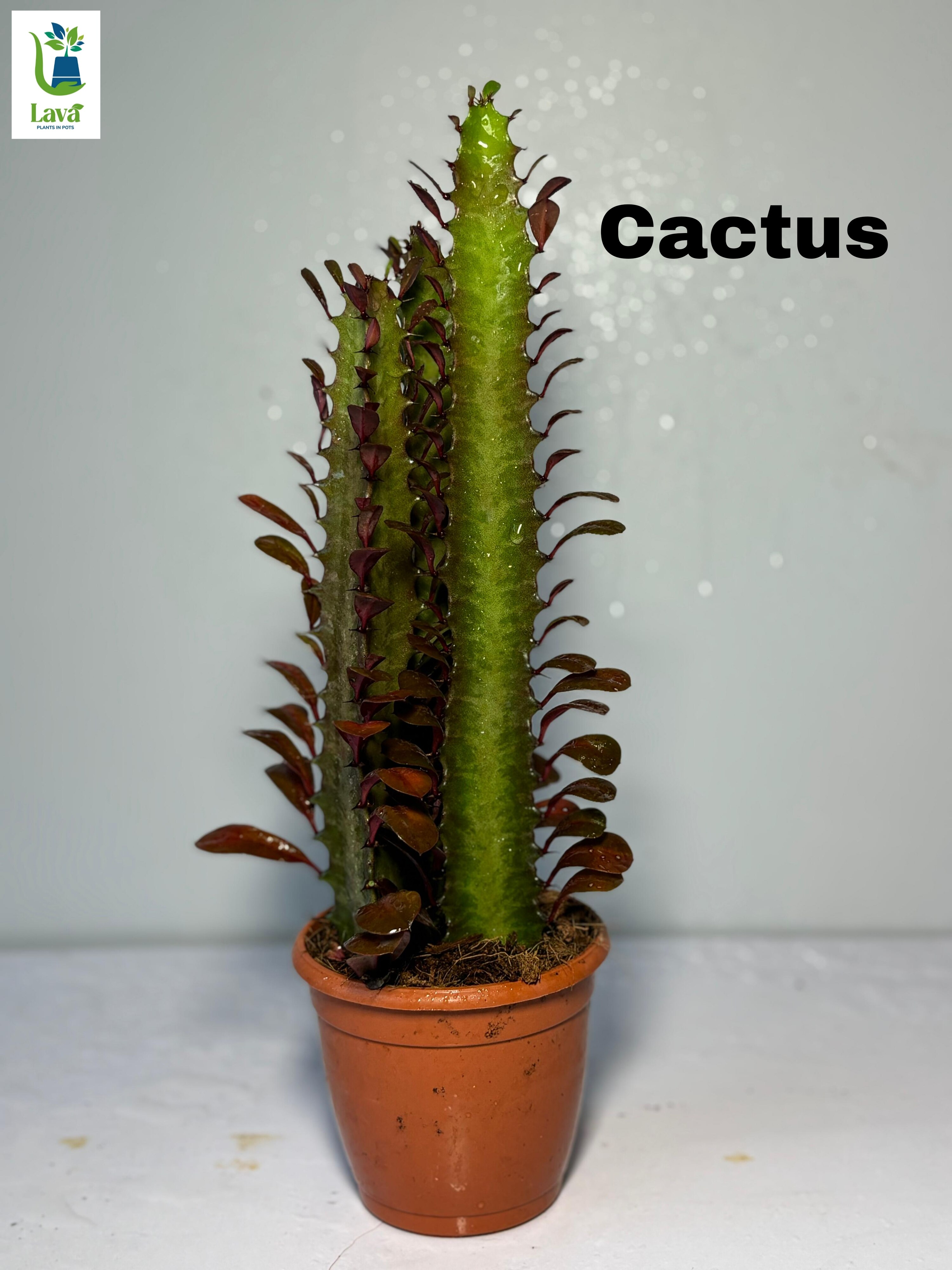 Cactus 
